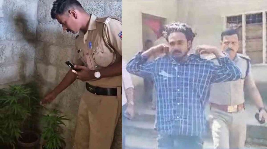 malappuram-homegrown-cannabis-kerala