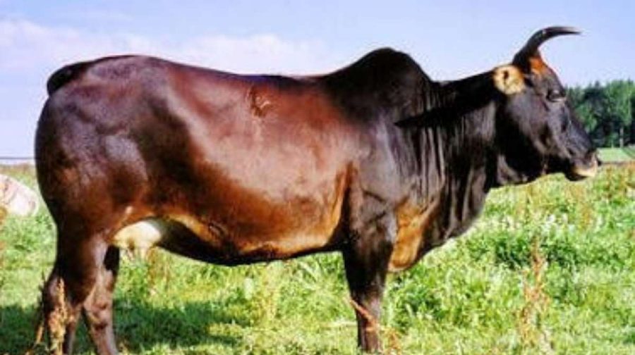 cow