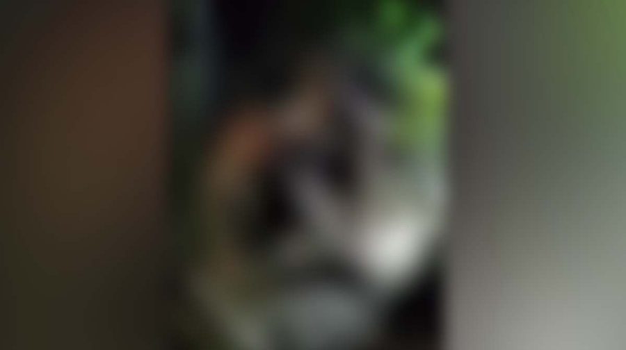 ranni-mob-attack-news