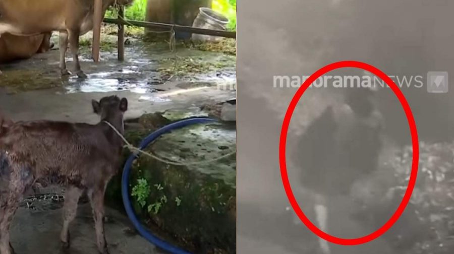 thrissur-cow-attack