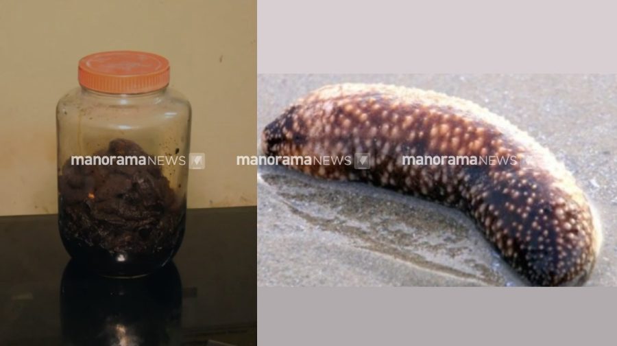 sea-cucumber-4