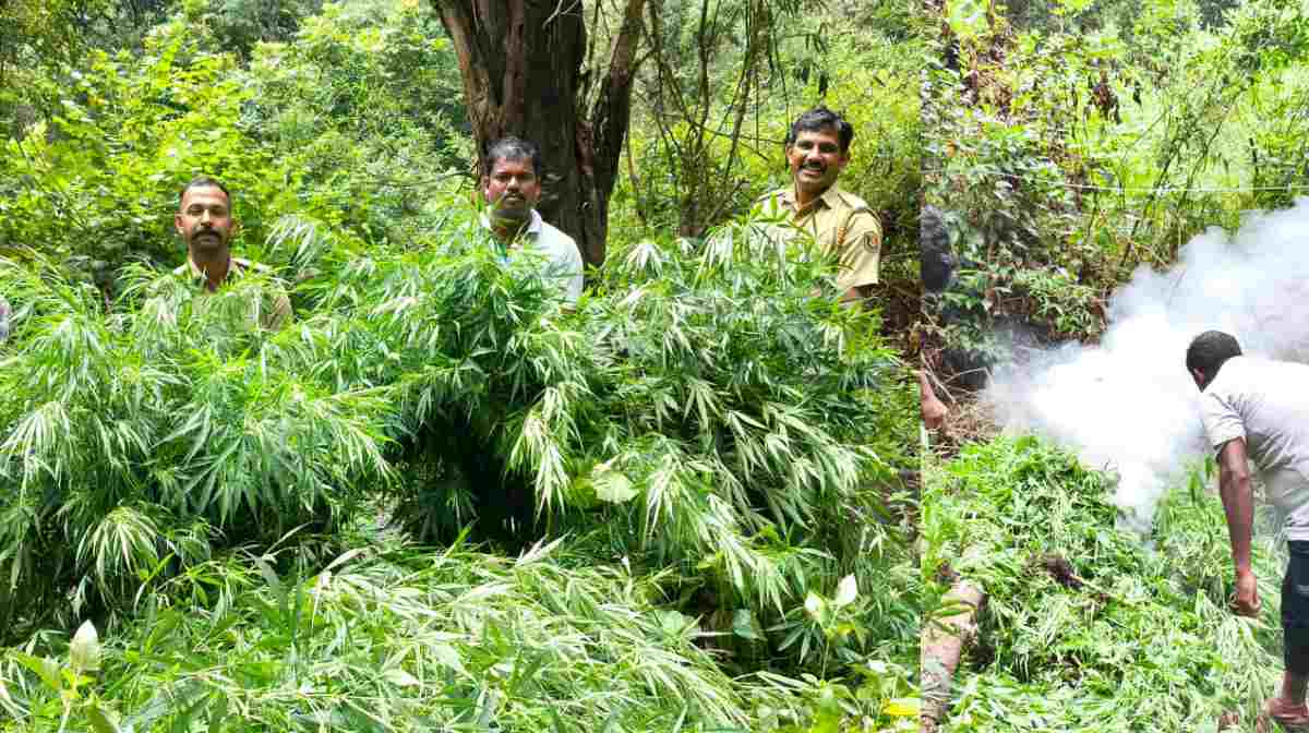 attappadi-cannabis-farm-destroyed