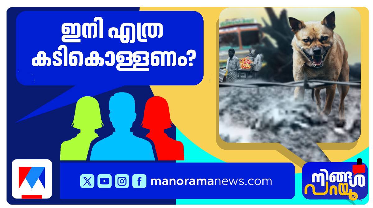 ningal-parayau-stray-dog