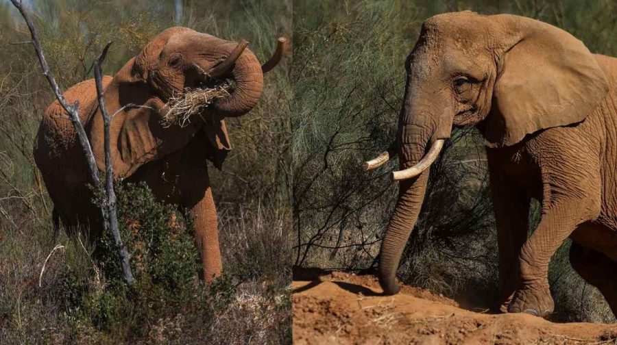 julie-elephant