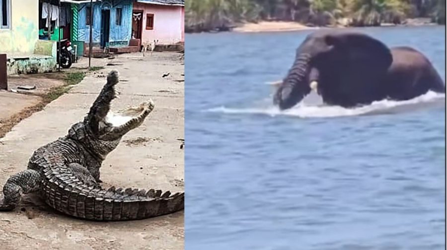crocodile-elephant