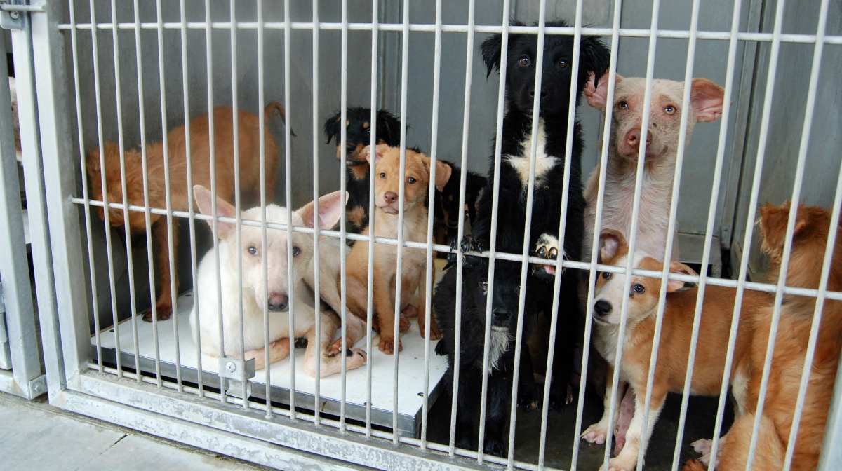 This image provided by the San Bernardino County Animal Shelter in San Bernardino, Calif., shows a group of dogs at the shelter on Friday, July 5, 2013. The animals, seized from a hoarder two weeks ago, had been living in one large pack for years without proper food, medical care or human interaction, officials said. They can only be released to rescue groups because of the costly and extensive medical care and behavior work they need. (AP Photo/San Bernardino County Animal Shelter, C.L. Lopez)
