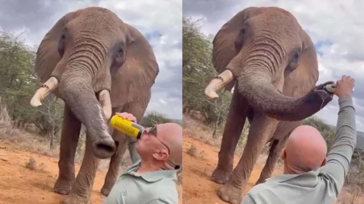 Image Credit: skydive_kenya / Instagram