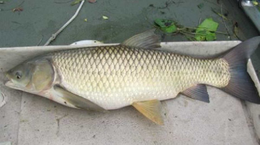 fish-gallbladder-poisoning