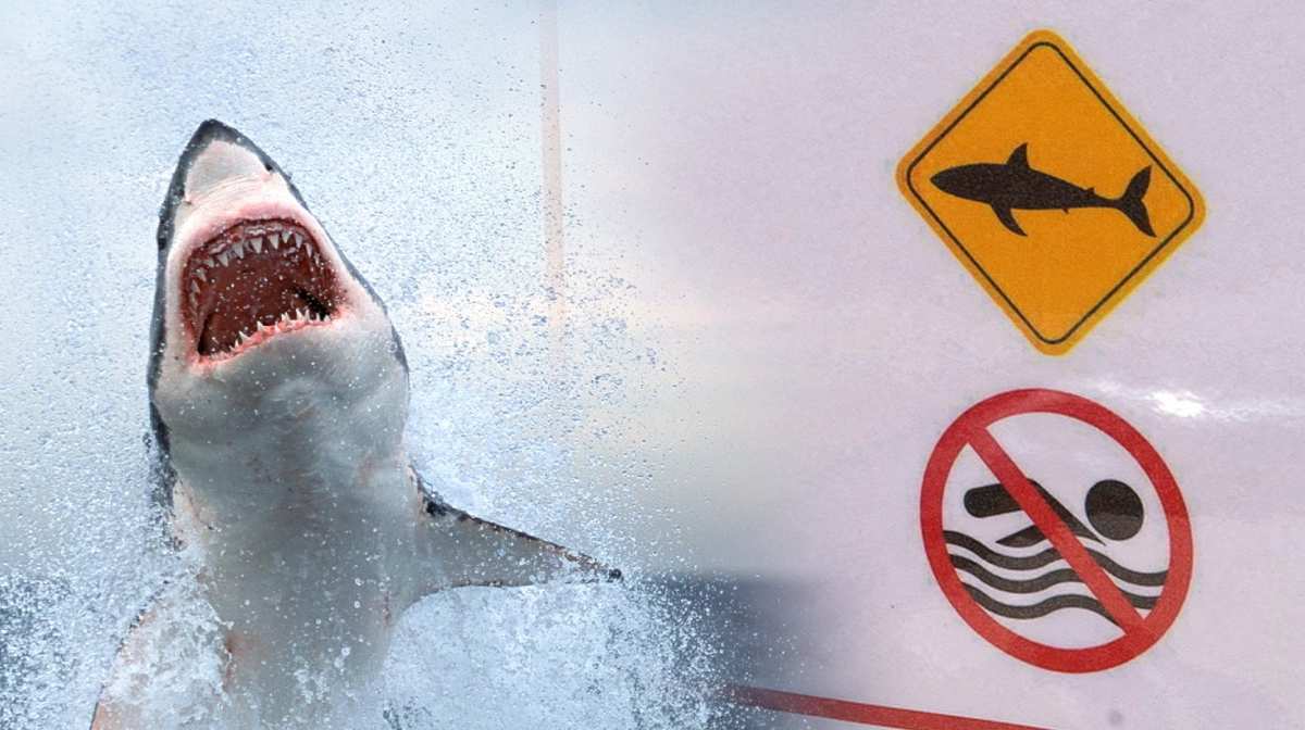 shark-attack