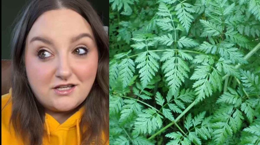 Image; Cristy, Video,Instagram