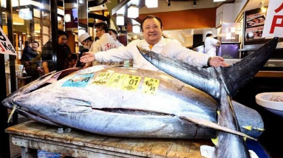 toyosu-fish-market-tuna-auction