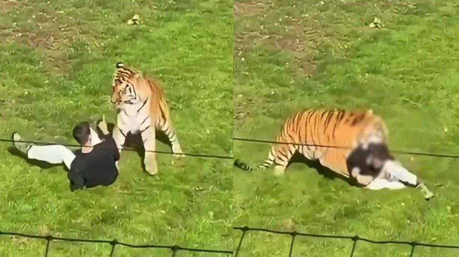 tiger-attack