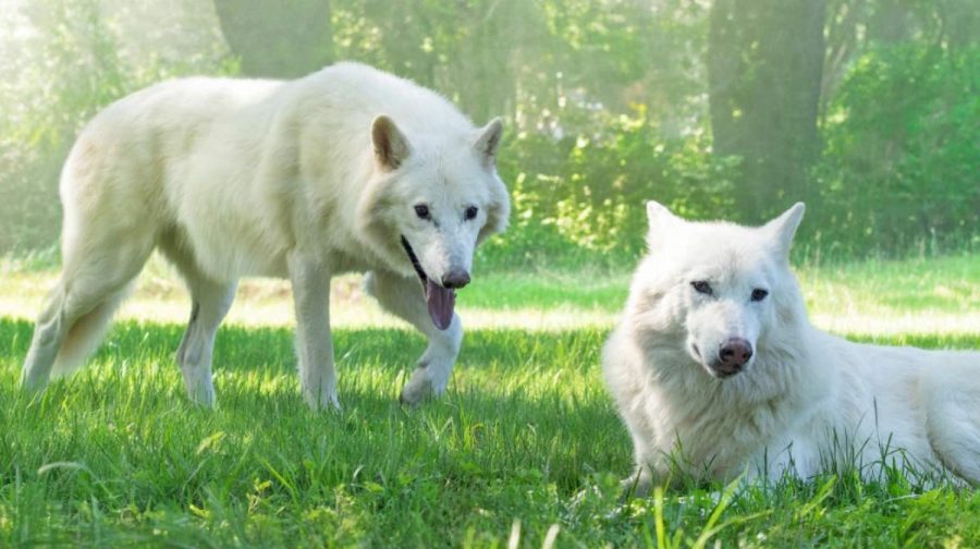 dire-wolf