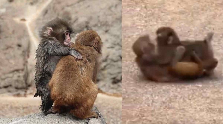 viral-baby-monkey-finds-new-friend