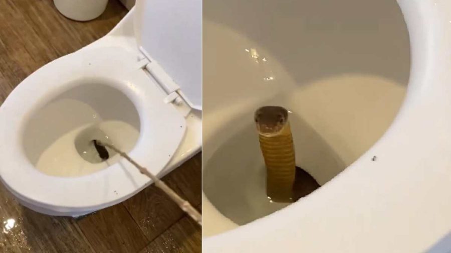 snake-toilet