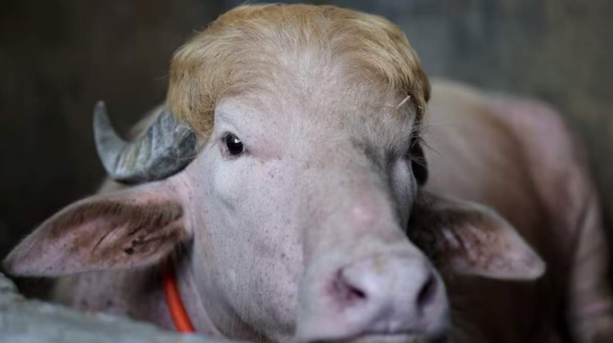 albino-buffalo