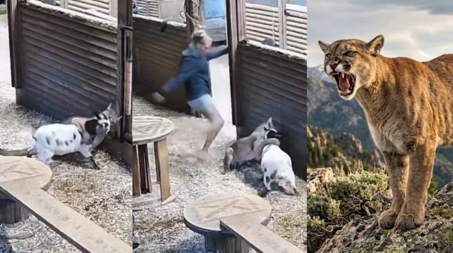 couger-attack