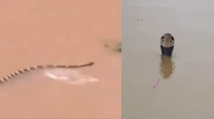 snake-escape-flood-china