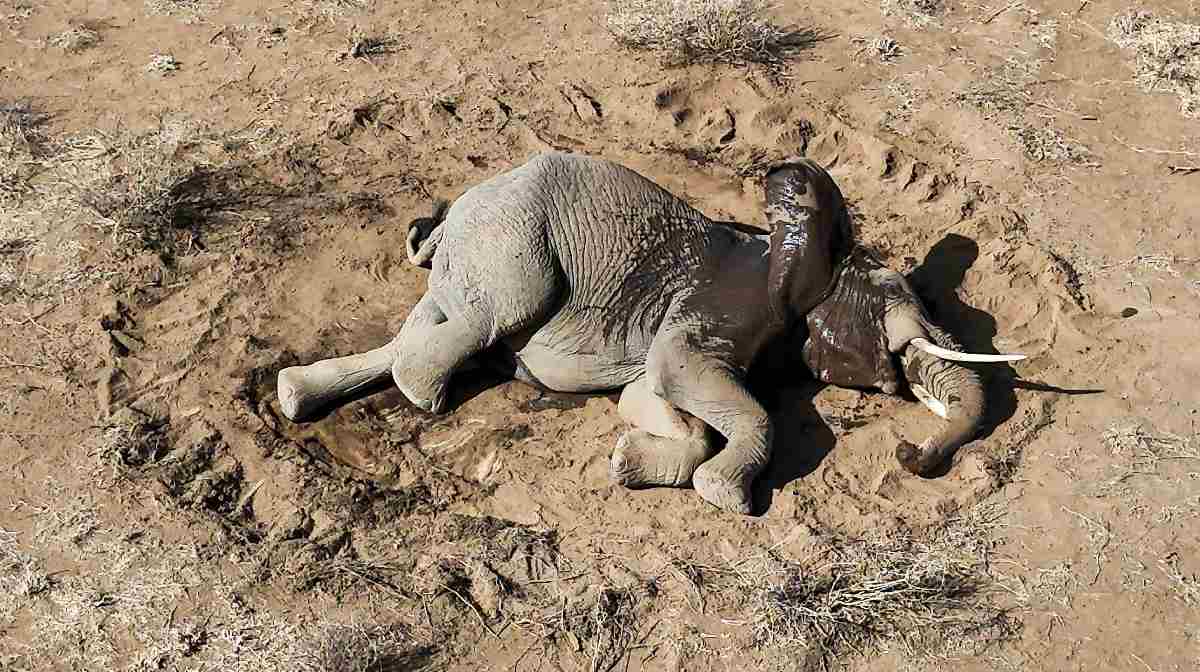 kenya-elephant
