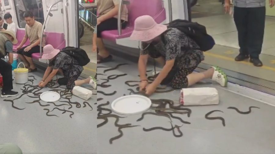 china-eels