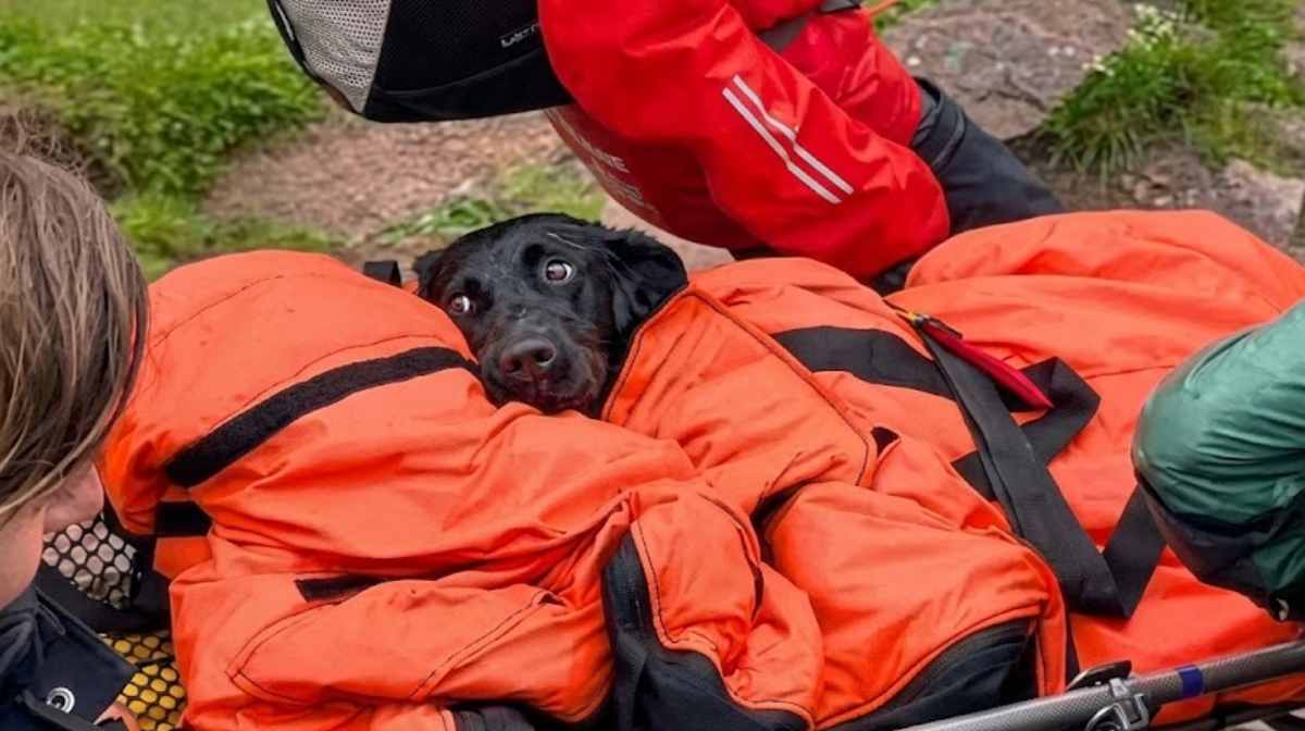 high-dog
