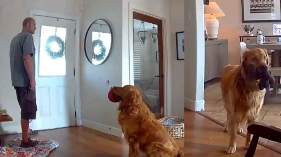 thief-dog