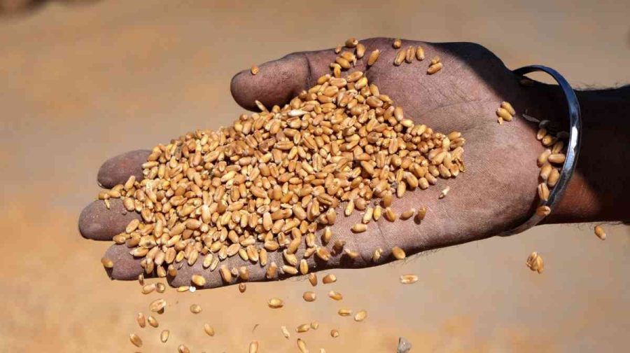 bangladesh-resumes-indian-wheat-imports-amid-high-rice-prices