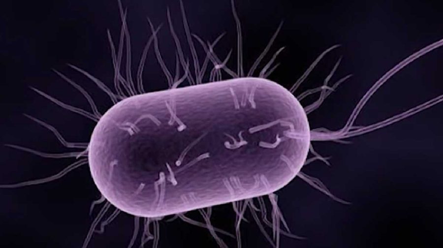 amoebicnew