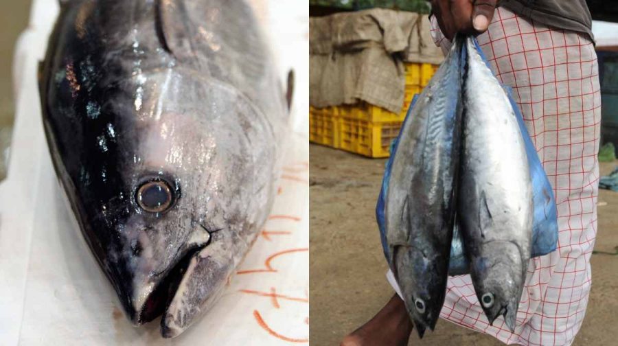 parasitic-worms-found-in-tuna-fish-study