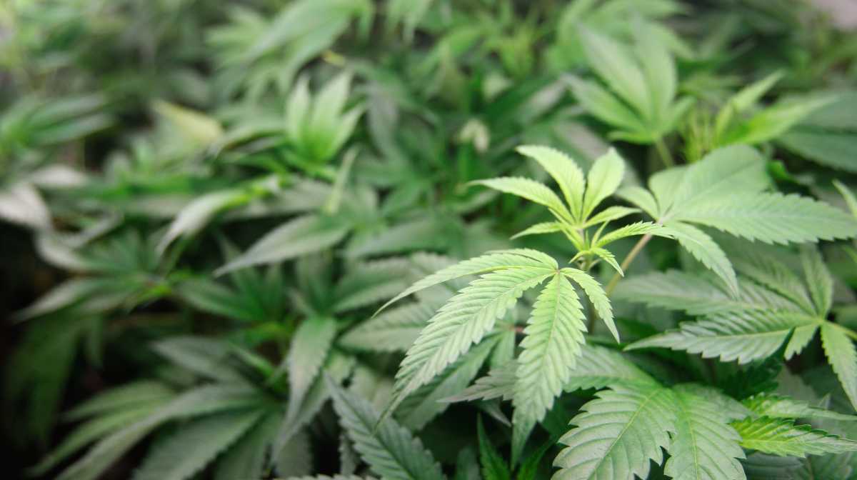 In this Jan. 1, 2018 photo, marijuana plants are for sale at Harborside marijuana dispensary in Oakland, Calif.  Attorney General Jeff Sessions is going after legalized marijuana. Sessions is rescinding a policy that had let legalized marijuana flourish without federal intervention across the country.  That's according to two people with direct knowledge of the decision.  (AP Photo/Mathew Sumner)