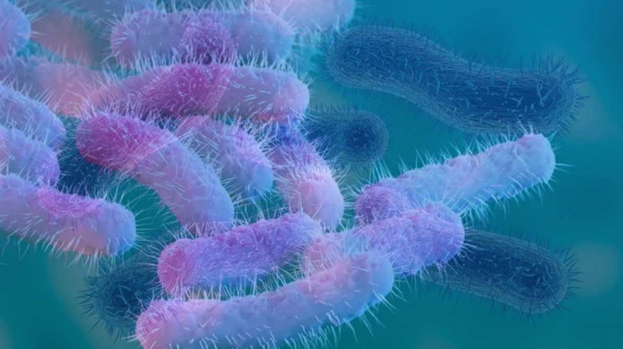 shigella-03