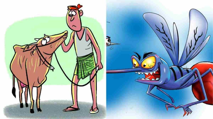 iit-roorkee-cow-urine-chikungunya