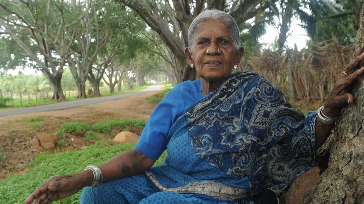 thimmakka