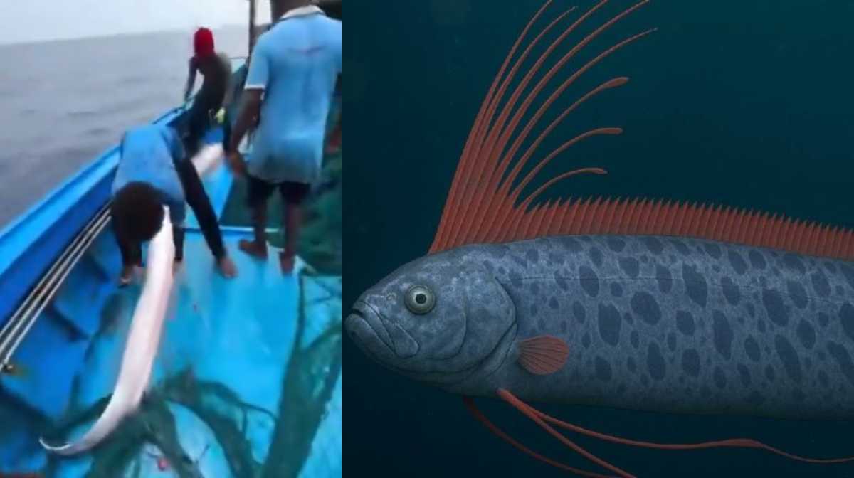 oar-fish-spotted-4-times