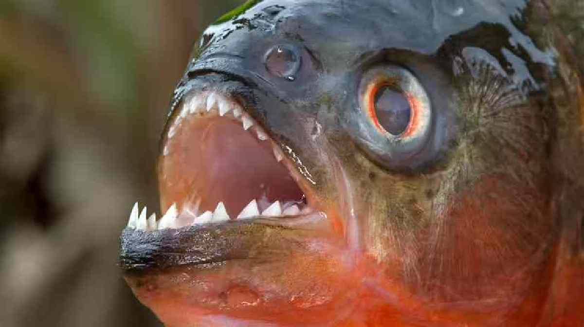 Understanding the Piranha: Nature's Carnivore | പിരാനയെന്ന കൊലയാളി ...