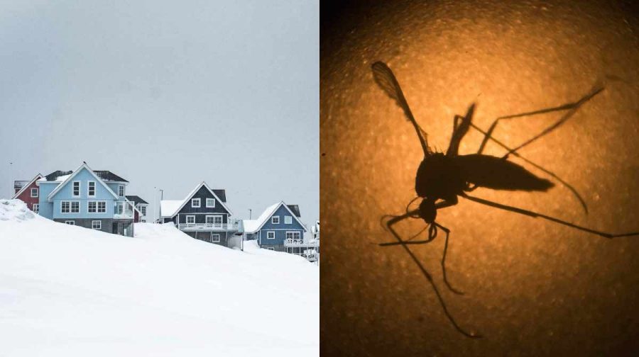 mosquito-mosquitoes-reach-reykjavik-island-arctic