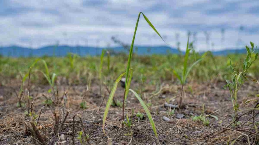 A small Miscanthus plant is pictured on June 1 , 2026 on a field at a former brown coal mine near Most city, northern Czech Republic. A NATO-sponsored project spearheaded by a Czech university is testing long-lived grass to revitalise Ukrainian soil damaged or contaminated by warfare and make it usable for farming again.
The northern Czech Jan Evangelista Purkyne University (UJEP) is checking the capacity of giant miscanthus to eliminate pollutants and capture and store carbon in soil.
Similar experiments with the grass, native to east Asia but grown across Europe for biomass used for heating, are currently under way elsewhere. (Photo by Michal Cizek / AFP)