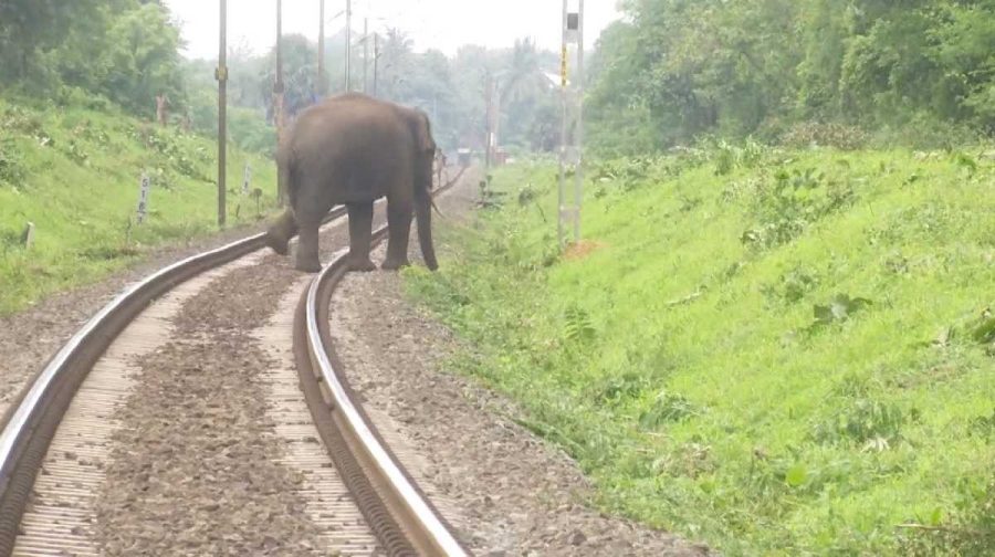 elephant-1