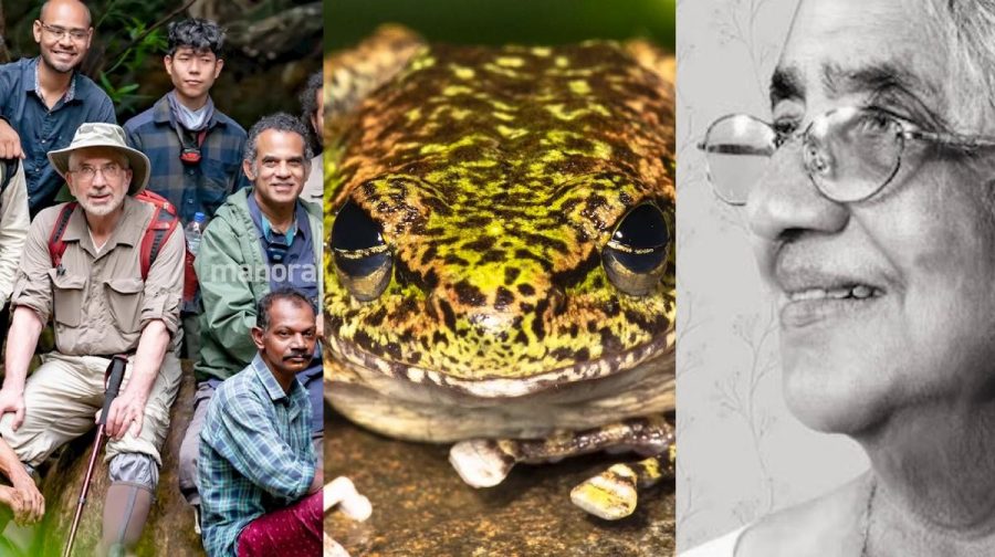 new-cascade-frog-species-named-after-social-worker-padmini-varkey
