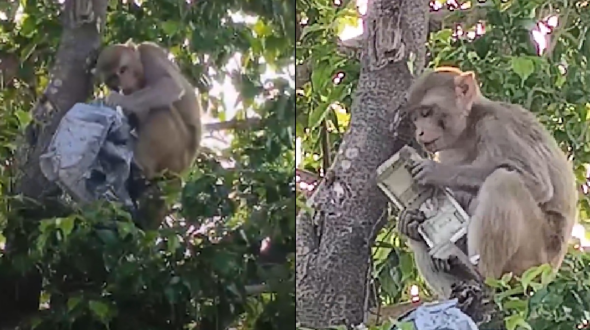 money-cash-viralvideo