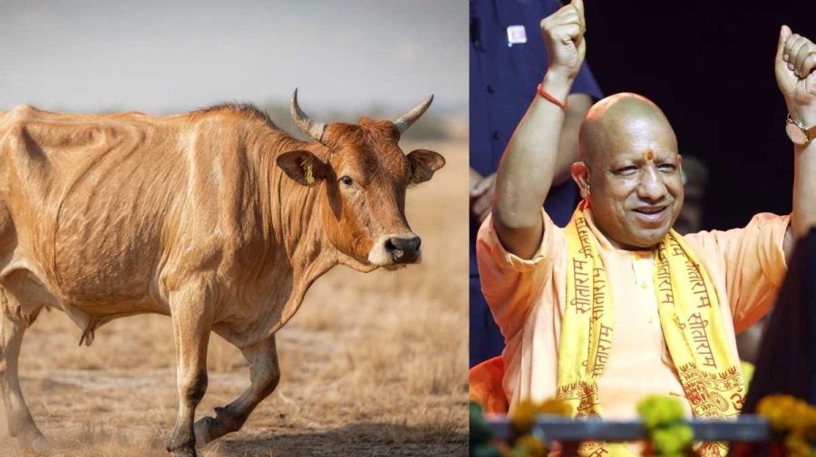 yogi-cow