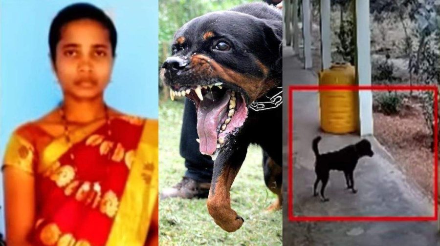 rottweiler-attack-b
