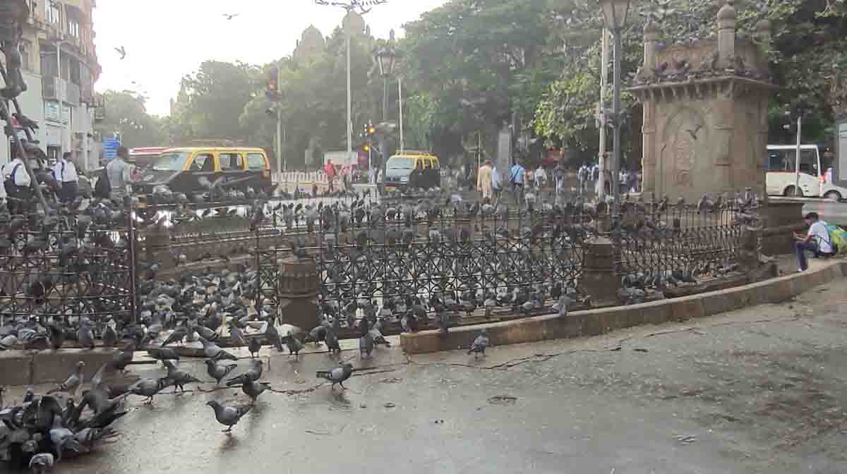 mumbai-pigeon