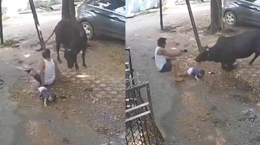 bull-attack-ol-man