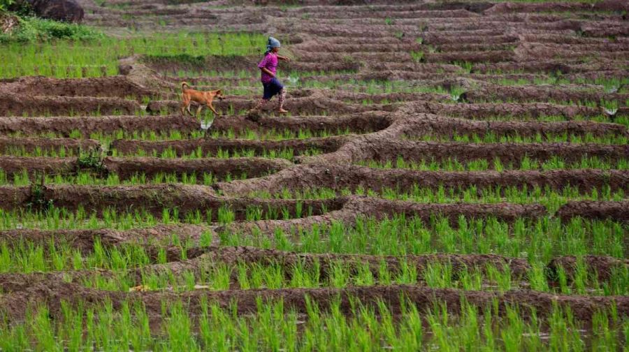 paddy-farmers