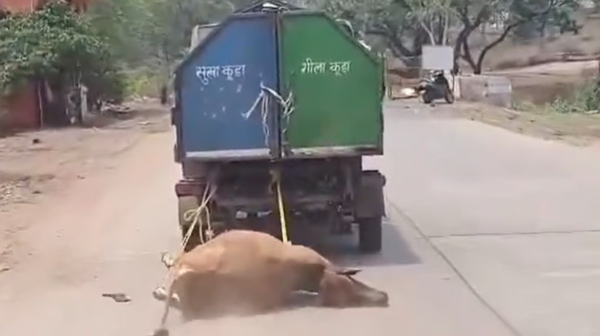 dead-cow