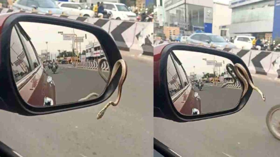 snake-car-mirror