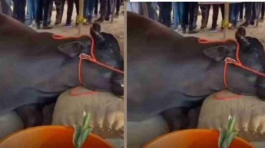 കൂടുതൽ ബീജം പുറത്തെടുക്കാൻ മരുന്ന്, ആരോഗ്യം വഷളായി; 21 കോടി രൂപ വിലമതിക്കുന്ന പോത്ത് ചത്തു