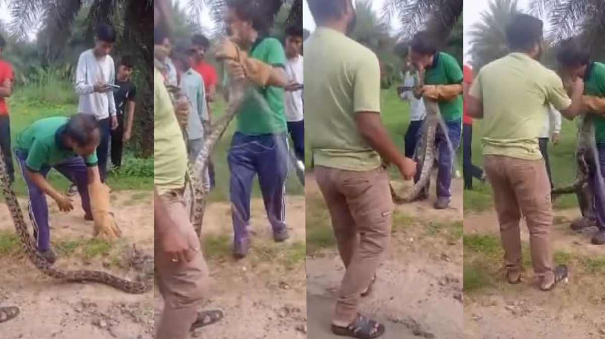 snake-video-attack
