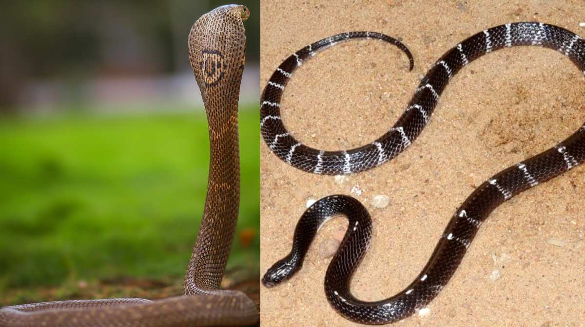 cobra-krait